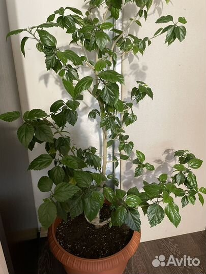 Гибискус китайская роза