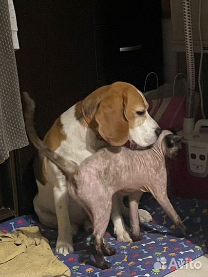 Сфинкс девочка в добрые руки