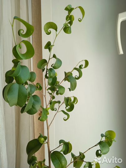 Фикус бенджамина барок