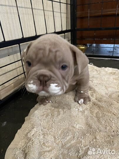 Американские булли экзоты