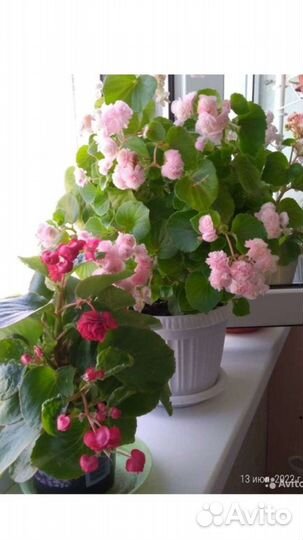 Бегония махровая вечноцветущая