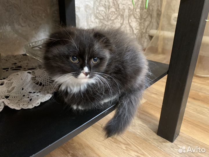 Отдам котят