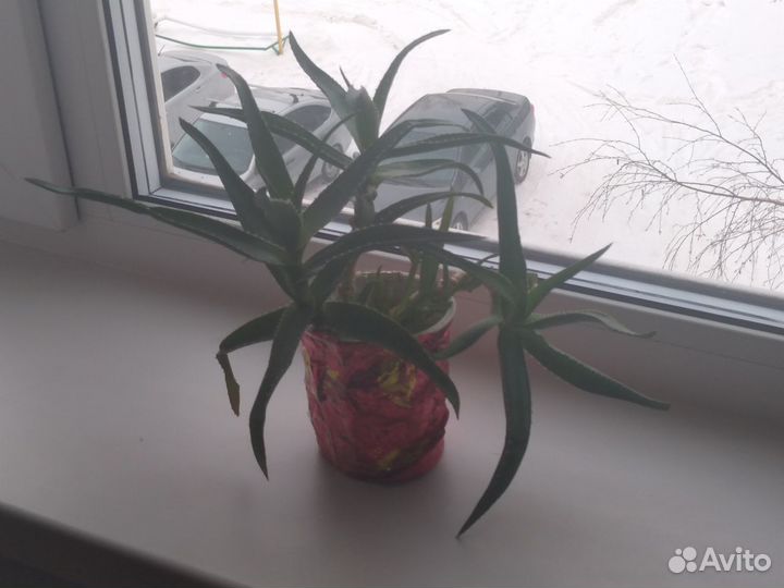 Алоэ Древовидное (Вера)