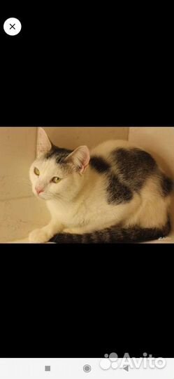 Котенок в дар