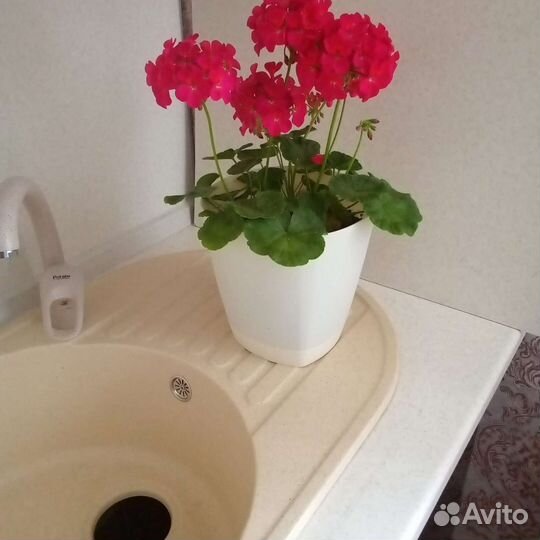 Пеларгония герань