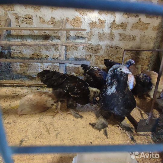 Куры породы фавероль лососевый