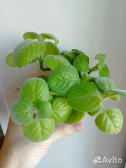 Комнатная мята