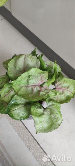 Сингониум ред ями