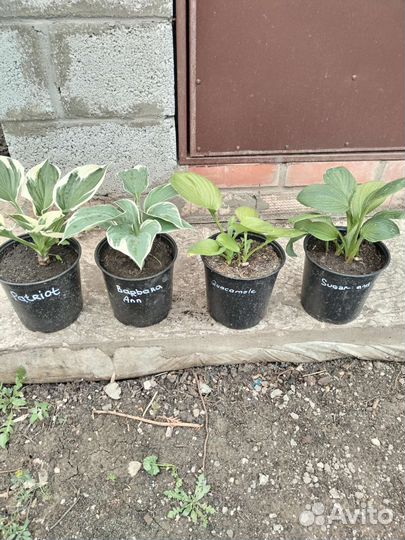 Хосты.27сортов