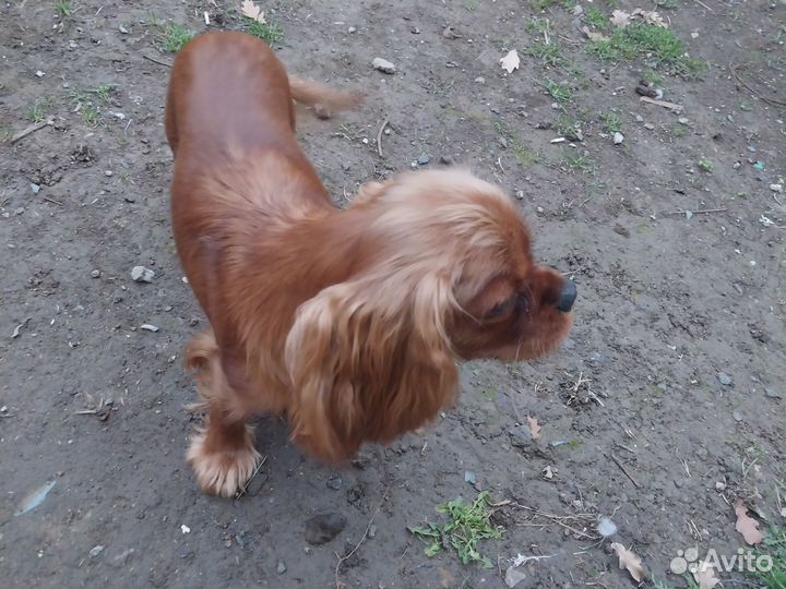 Кавалер кинг чарльз спаниель девочка