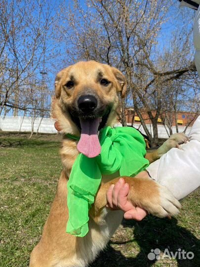 Небольшой пес из приюта