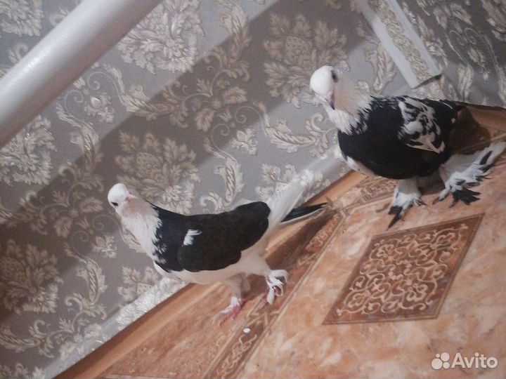 Продажа голубей