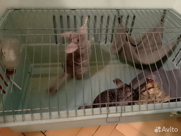 Шиншиллы(2) с клеткой