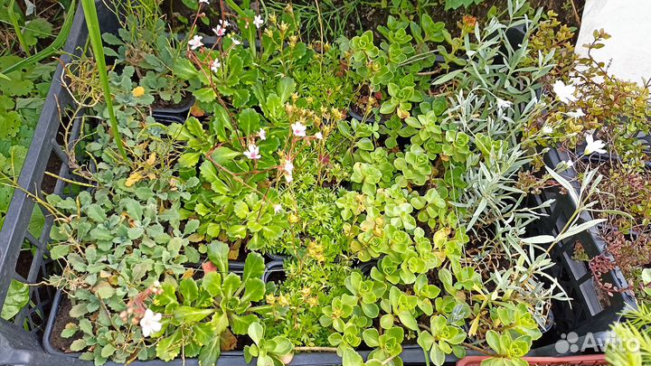 Растения для альпийской горки