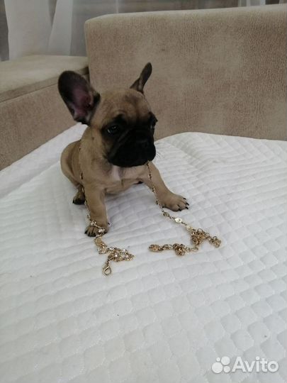 Собаки щенки французского бульдога