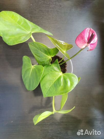 Антуриум Пурпул харт