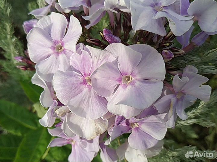 Флоксы сортовые