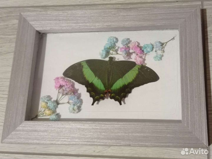 Бабочки тропические засушенные для интерьера