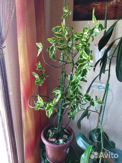 Цветок для дома