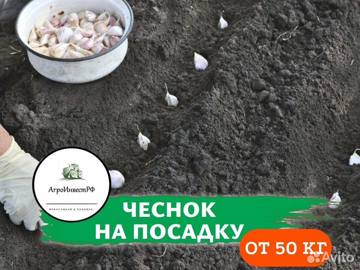 Чеснок с доставкой