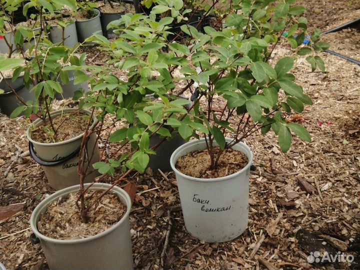 Саженцы жимолости