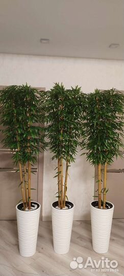 Бамбуковое дерево