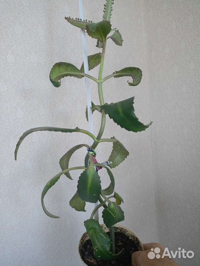 Алоэ столетник