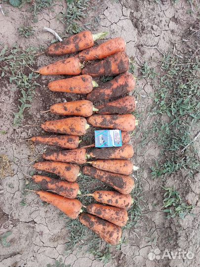 Морковь абако