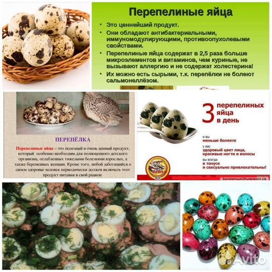 Яйца перепелиные домашние