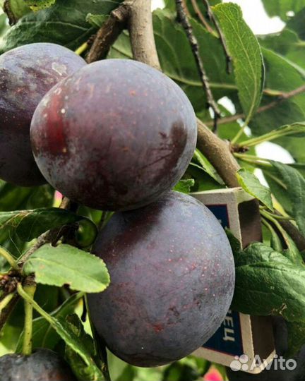 Саженцы темной сливы Венгерка