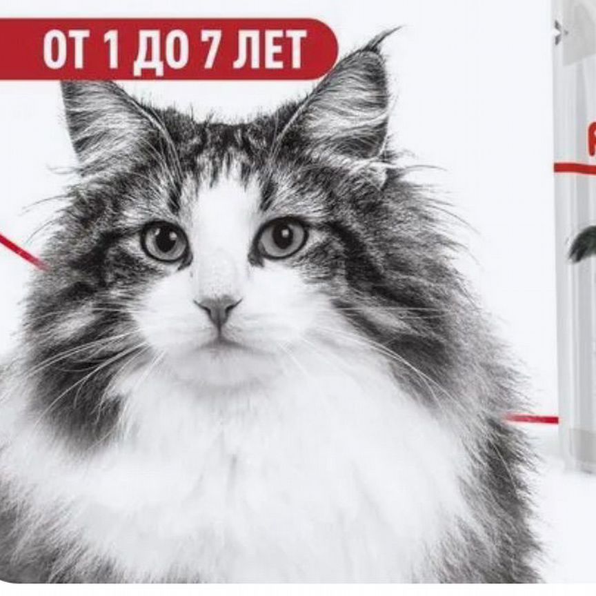 Влажный корм для кошек Royal Canin Instinctive