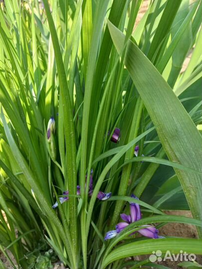 Ирис сибирский