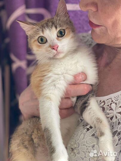 Кошка в добрые руки
