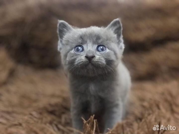 Отдам котят
