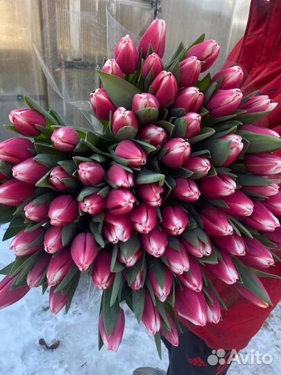 Тюльпаны опт и розница