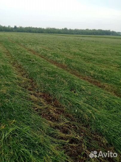 Сено в тюках по 25 кг возможно обмен на телят овец