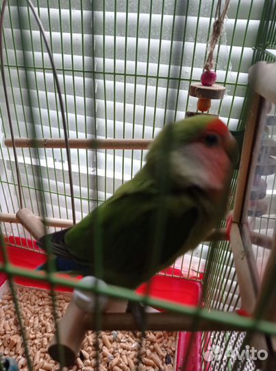 Попугай неразлучники с клеткой