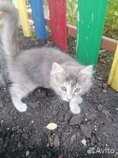 Кошки в добрые руки бесплатно