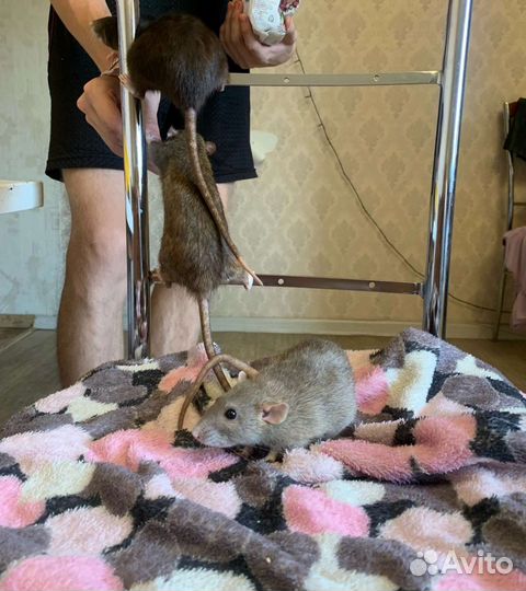 Декоративная крыса