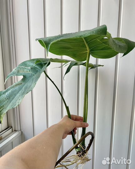 Монстера ростки с корневой