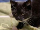 Котенок чёрный с белыми лапками объявление продам