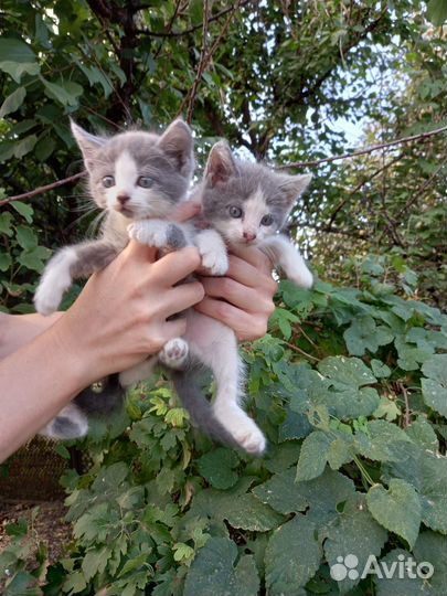 Котята бесплатно