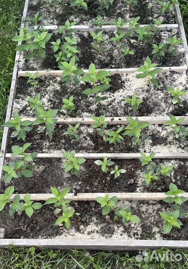 Черенки гортензии