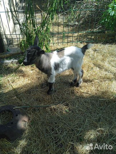 Козлята камерунские