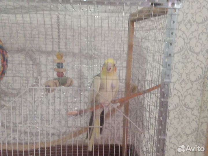 Продам попугая Карелла