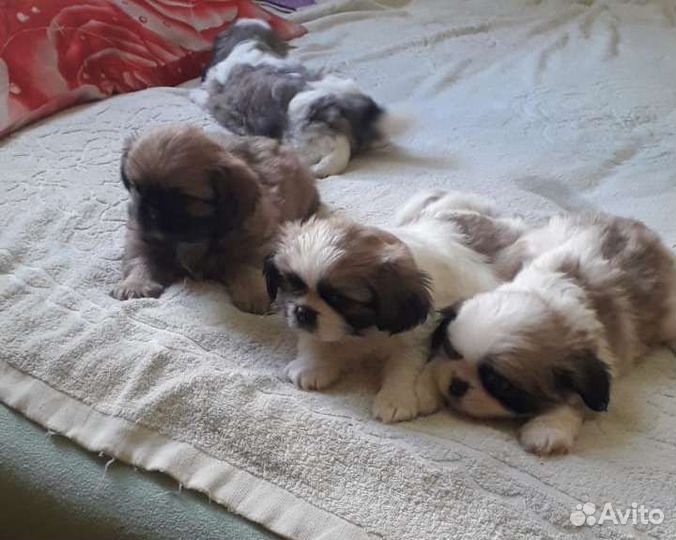 Щенки пекинеса