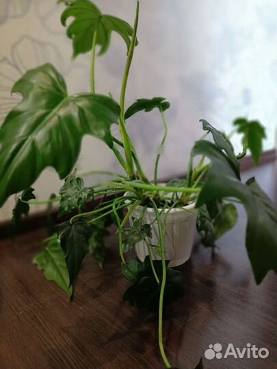 Филодендрон