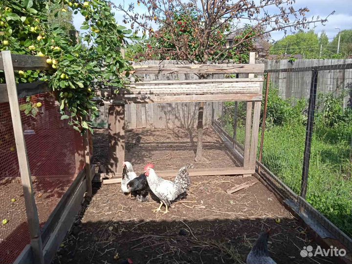 Петухи разных парод