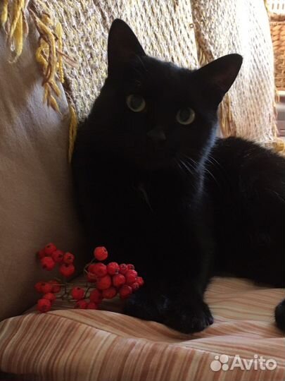 Кошечка Тася молодая.стерильная