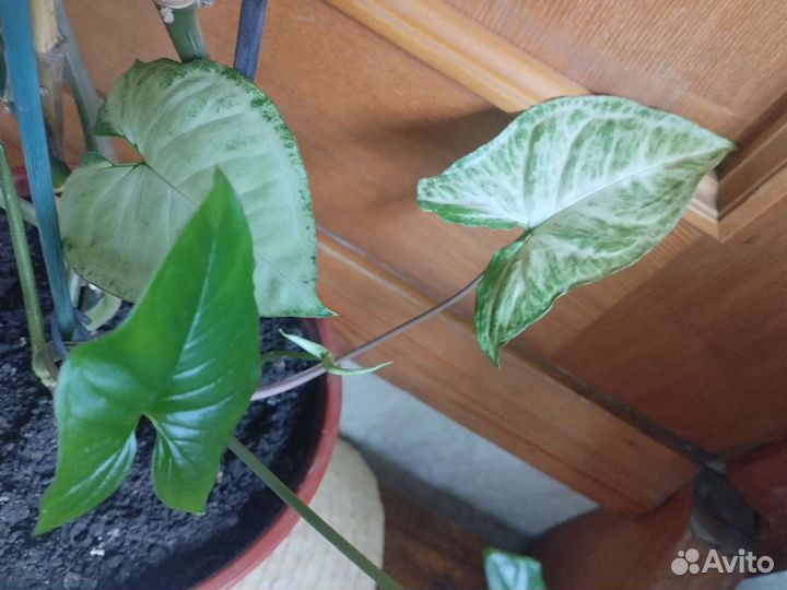 Сансевьерия, Сингониум, Традесканция,Толстянка